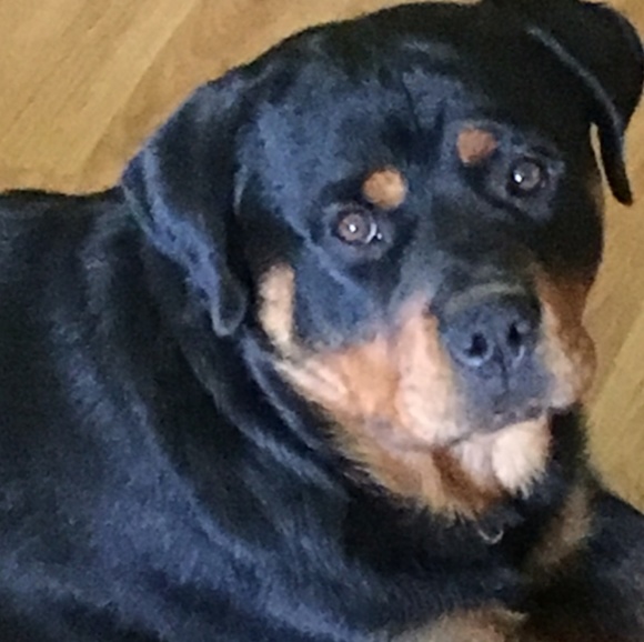 Meet your Posher, George - Picture 1 of 1